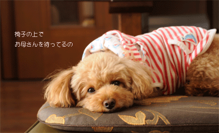 c0196673_11221255.gif