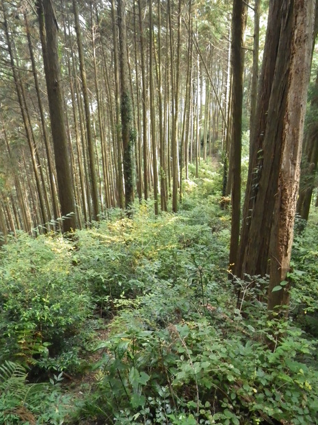 c0019376_19353041.jpg