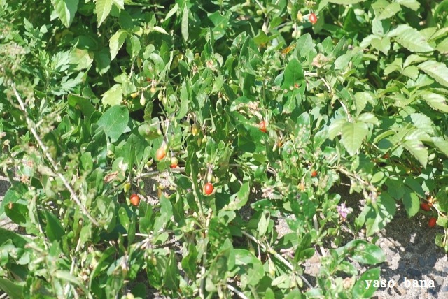 e0025300_12562569.jpg
