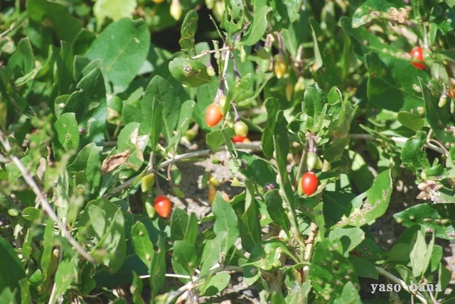 e0025300_12581536.jpg