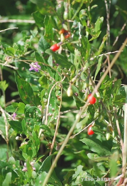e0025300_131377.jpg