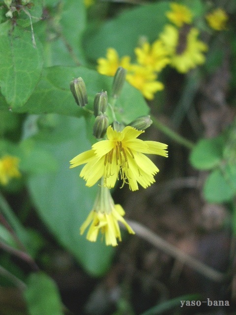 e0025300_1334679.jpg