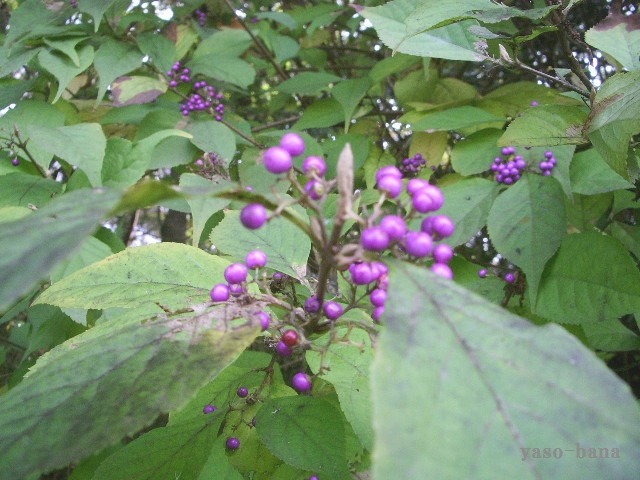 e0025300_13441698.jpg