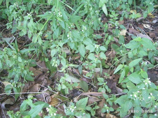 e0025300_22153823.jpg