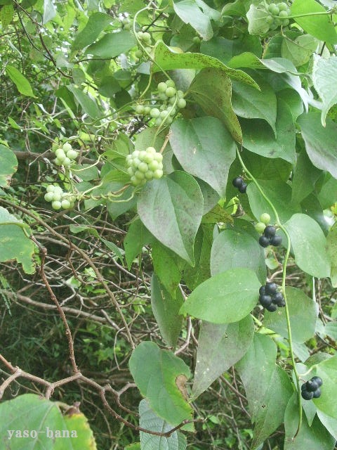 e0025300_2244252.jpg
