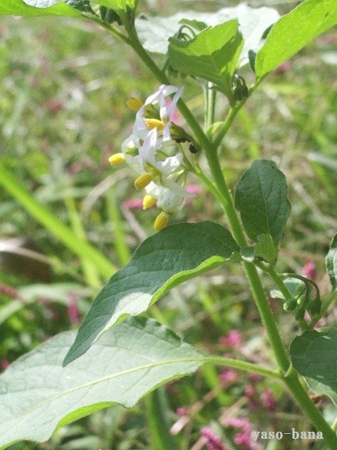 e0025300_2255677.jpg