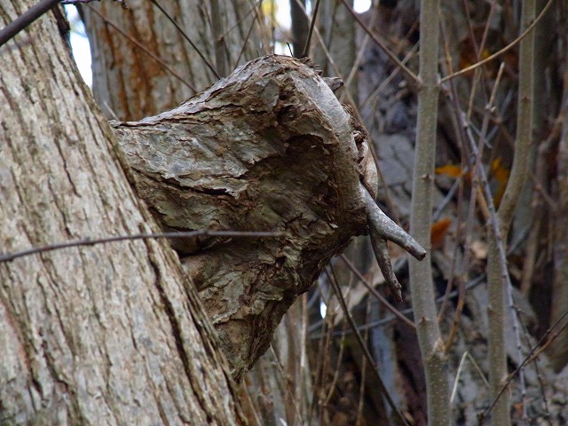 f0157901_21182694.jpg