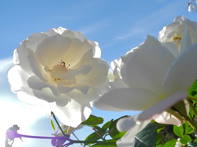 c0248013_10372621.jpg