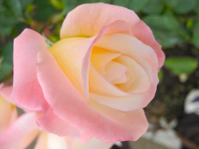 c0248013_1040020.jpg