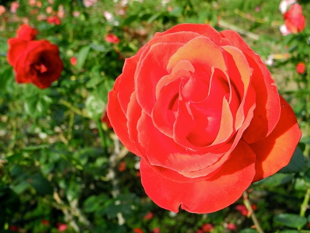 c0248013_10401852.jpg