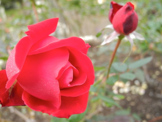 c0248013_1043066.jpg