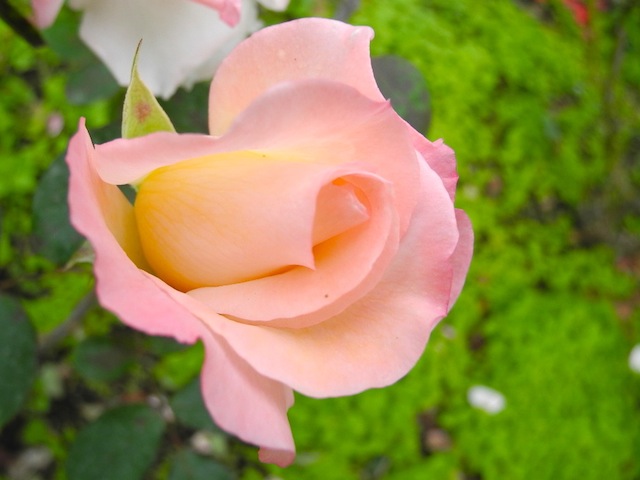 c0248013_10431950.jpg