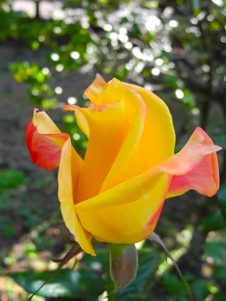 c0248013_10443379.jpg