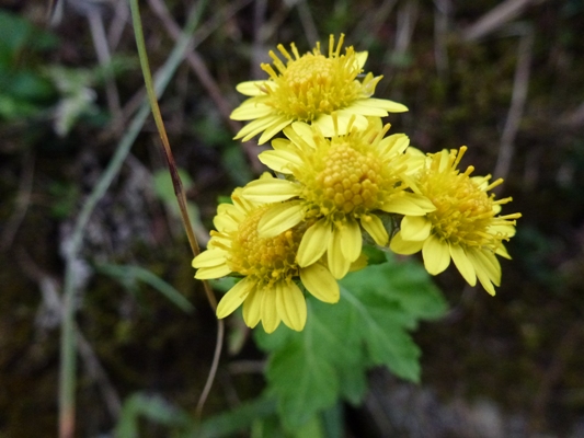 c0042418_972981.jpg
