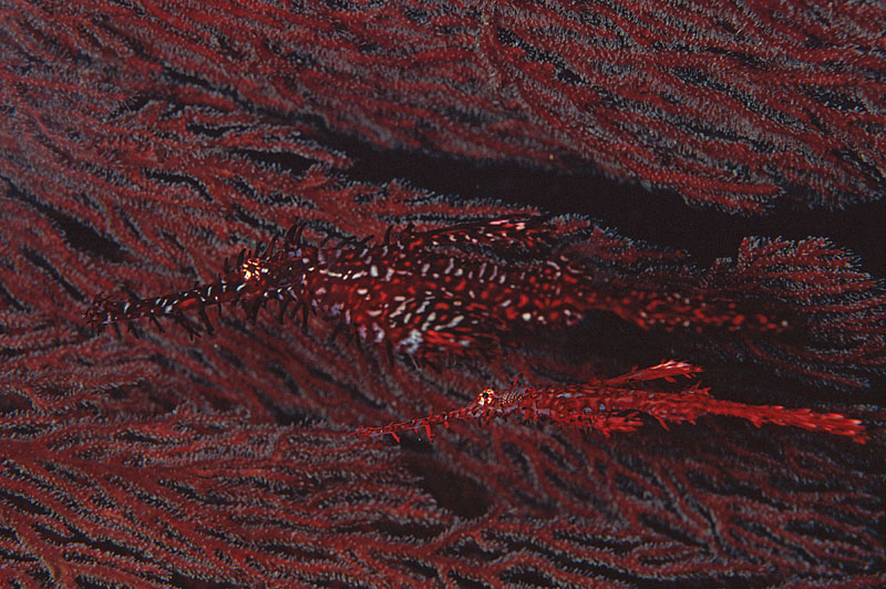 b0042837_981172.jpg