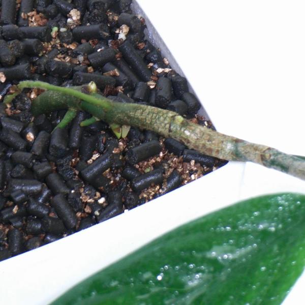 d0249970_16403973.jpg