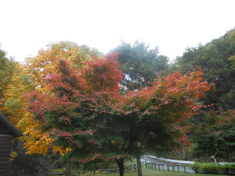 c0206177_11401453.jpg