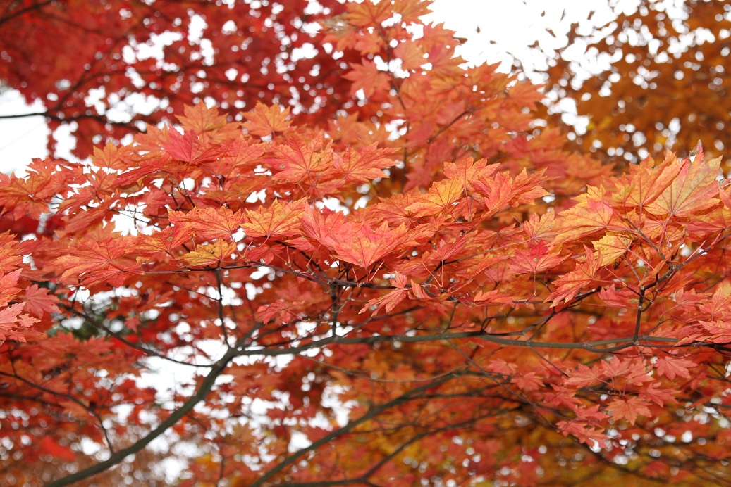 a0090292_2095856.jpg