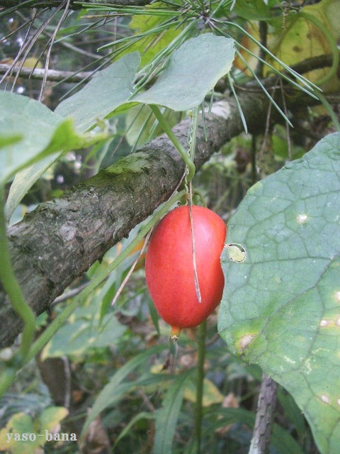 e0025300_15571635.jpg