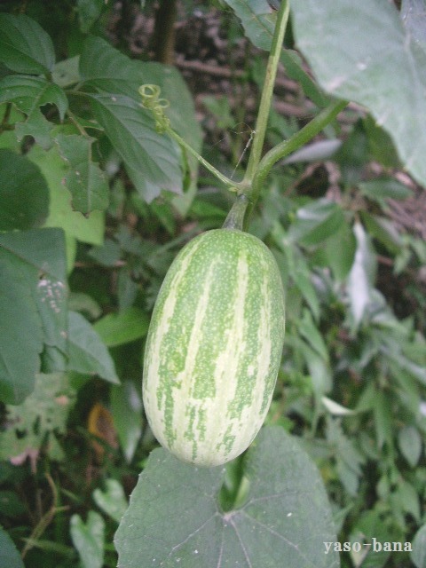 e0025300_1557594.jpg