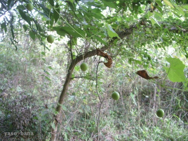 e0025300_1634285.jpg