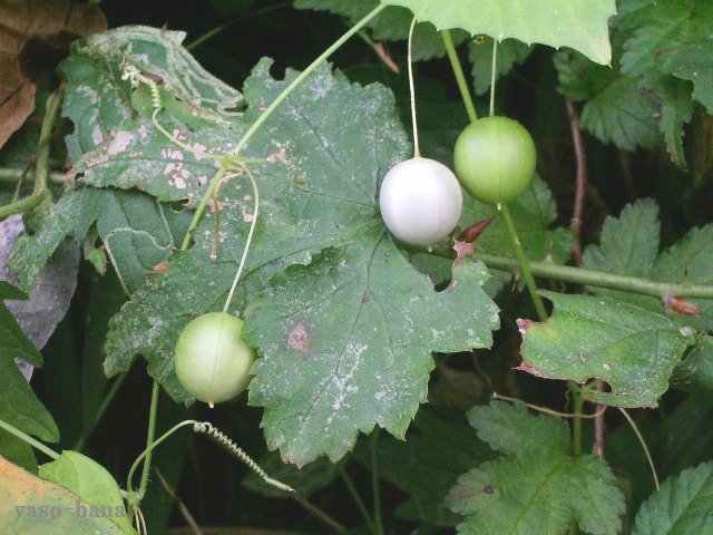 e0025300_1662759.jpg