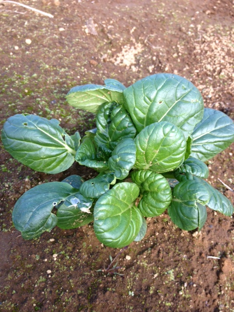 c0064706_11327100.jpg