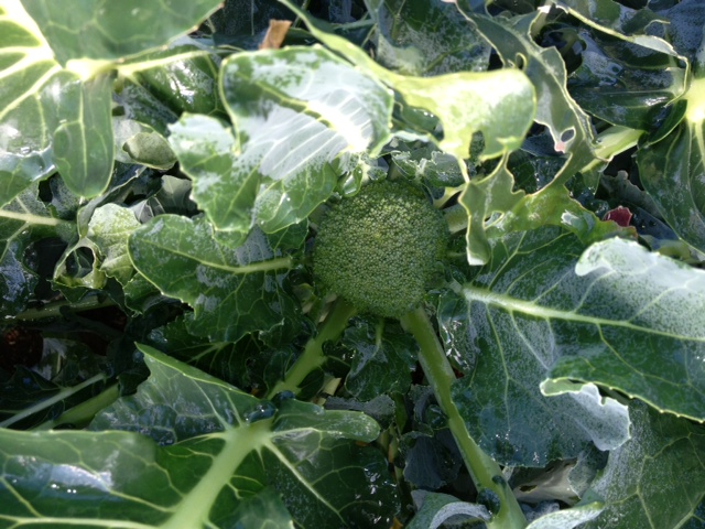 c0064706_114326.jpg