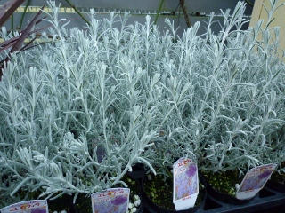 c0167112_2032147.jpg