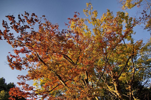 e0184921_22412549.jpg