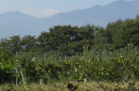 a0111225_20594044.jpg