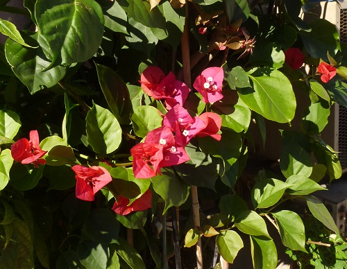 a0024829_8165742.jpg