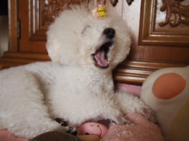 c0117239_1023961.jpg