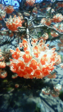 e0103439_10501938.jpg