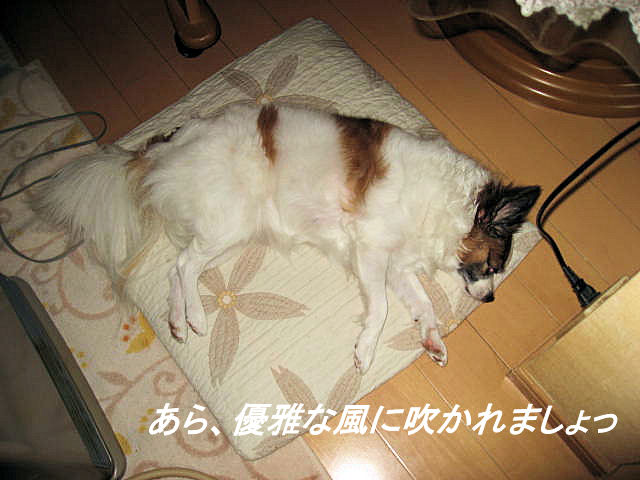 a0149240_1238613.jpg