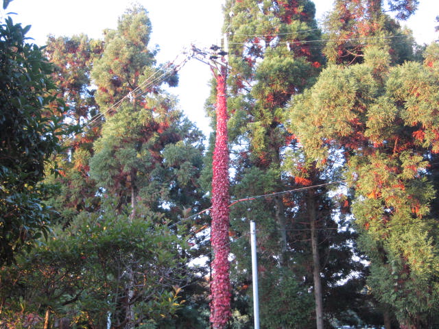 b0132746_20211274.jpg