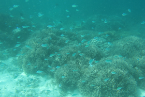 f0190653_10203999.jpg