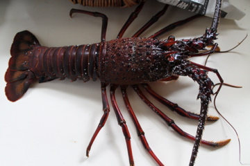 f0054677_8523074.jpg