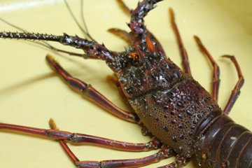 f0054677_8524176.jpg