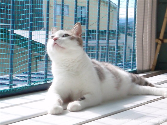 a0159490_155559.jpg