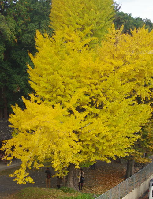 a0211291_1091914.jpg