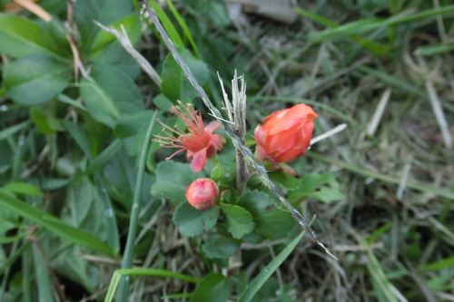 f0153998_23391068.jpg