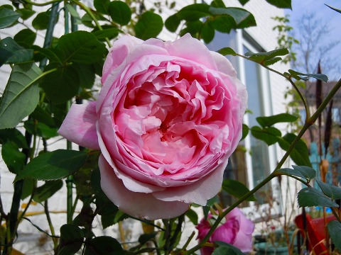 c0117007_17462436.jpg