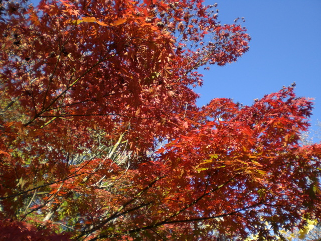 f0111128_1026456.jpg