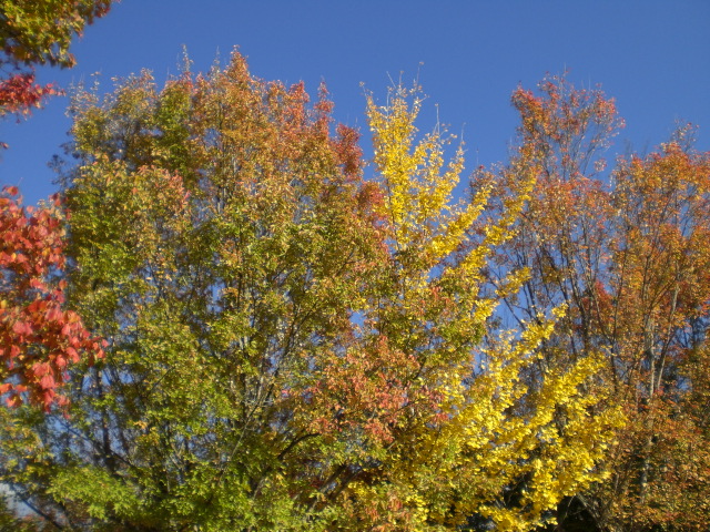 f0111128_10301243.jpg