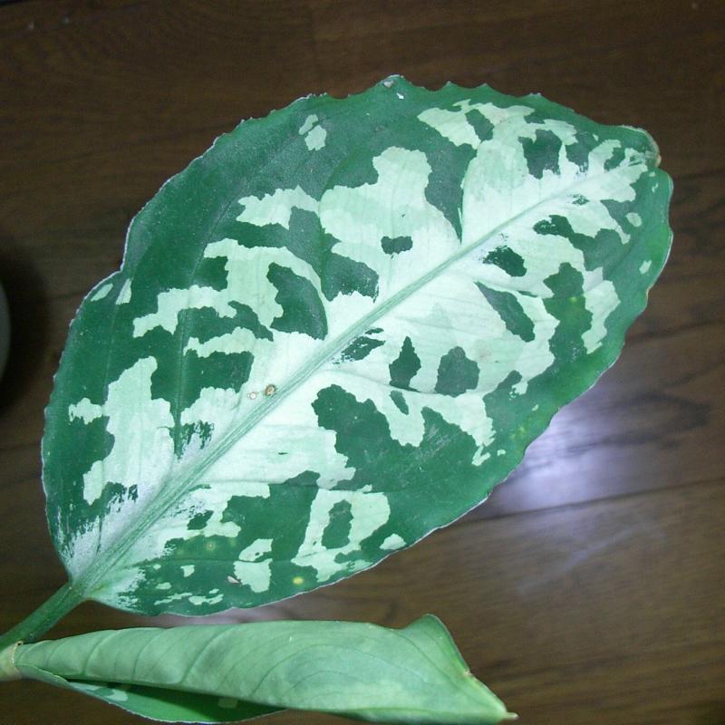 d0249970_2341261.jpg