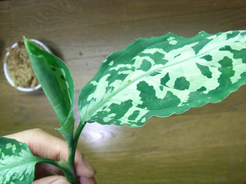 d0249970_2341374.jpg
