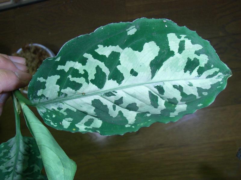 d0249970_2341520.jpg