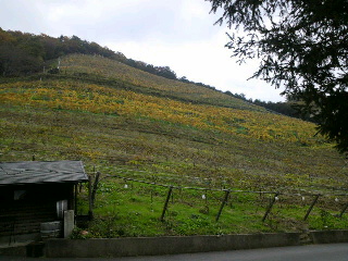 f0155381_085486.jpg