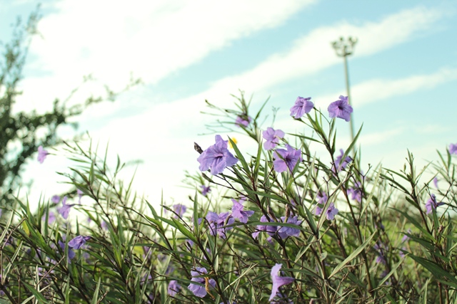 e0172085_2243330.jpg